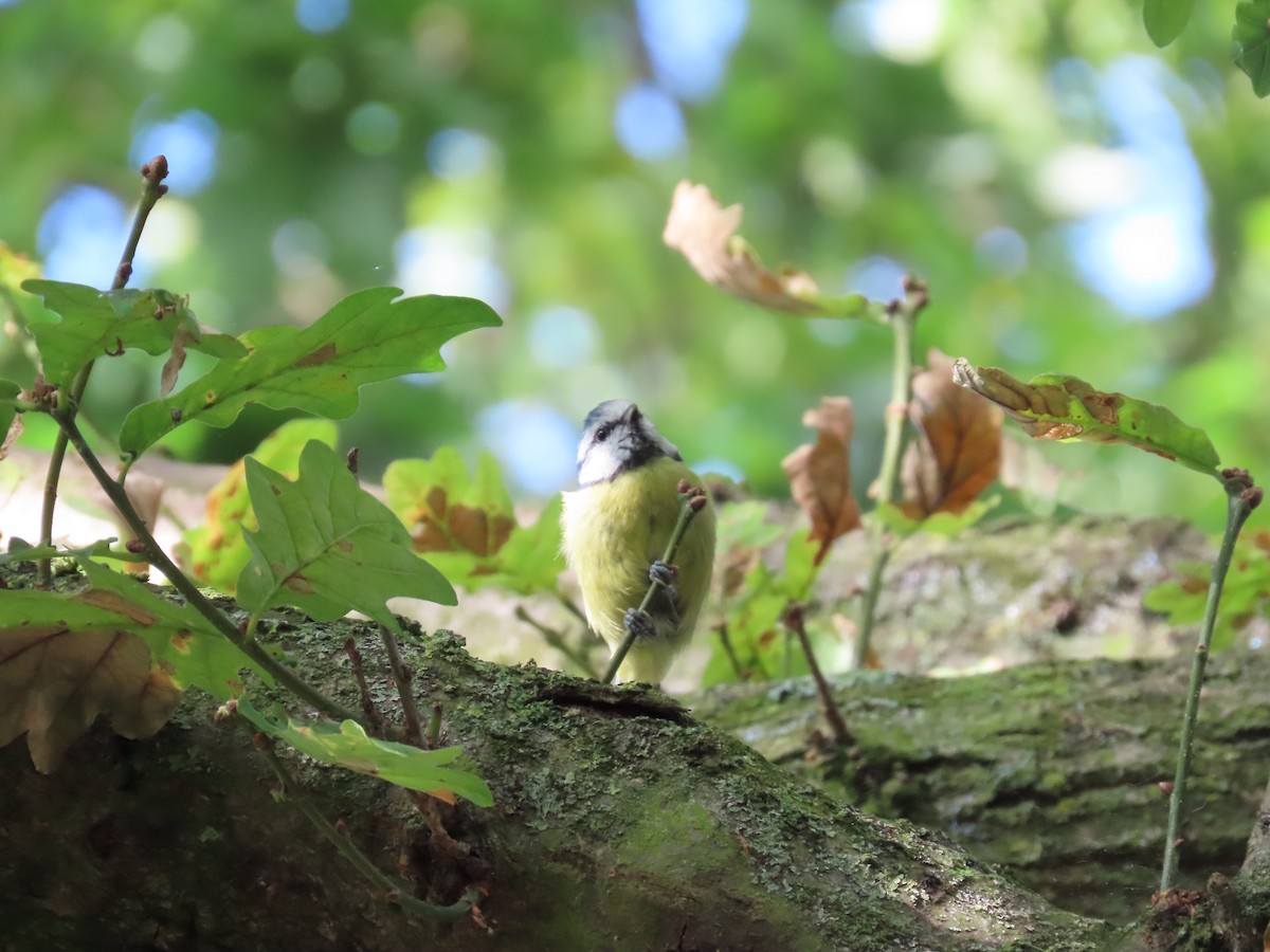 Eurasian Blue Tit - ML635527699