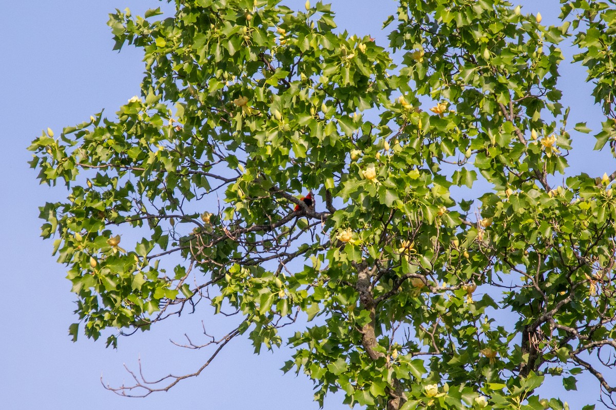 Piranga écarlate - ML635527709