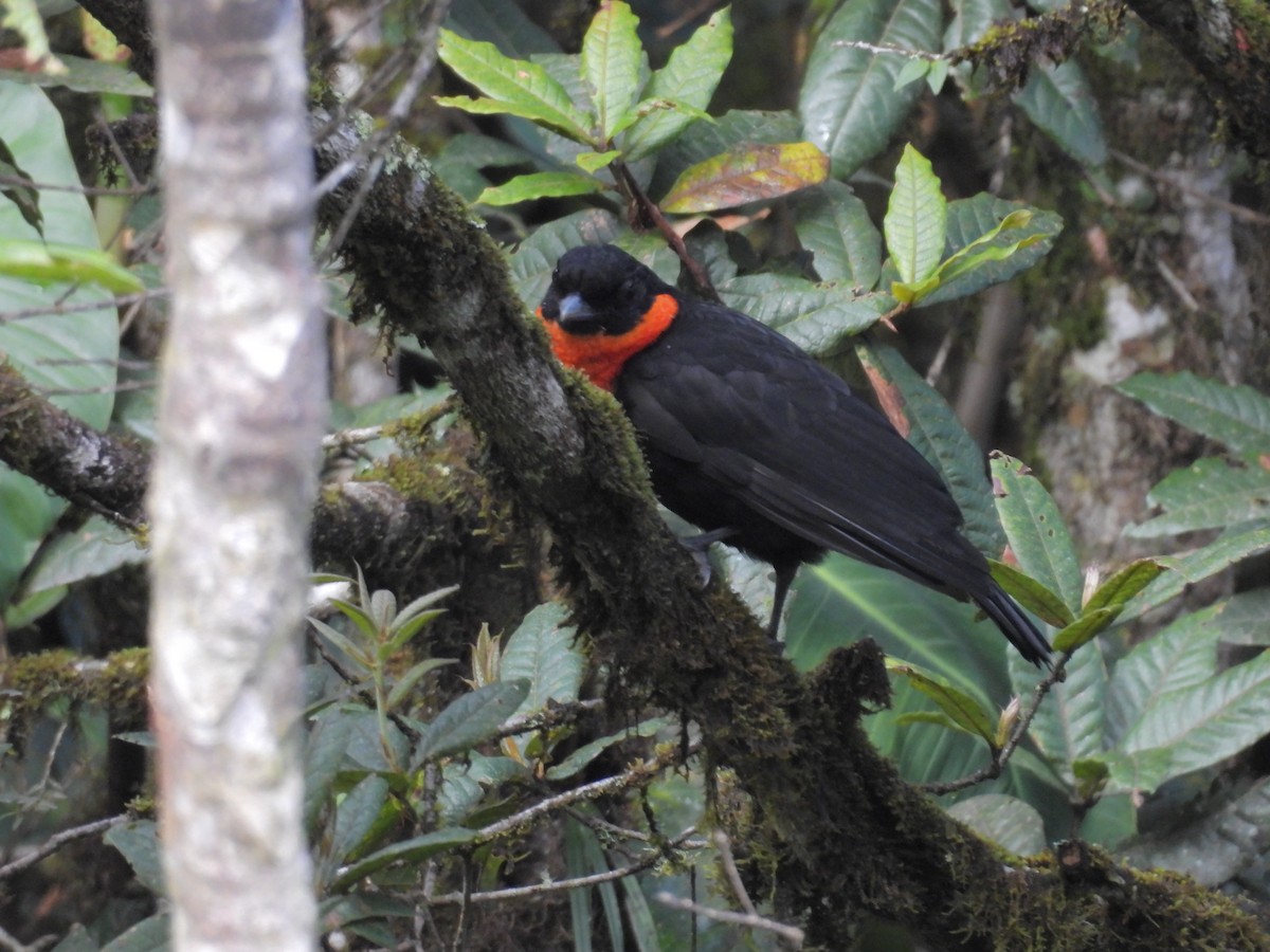 Red-ruffed Fruitcrow - ML635527718