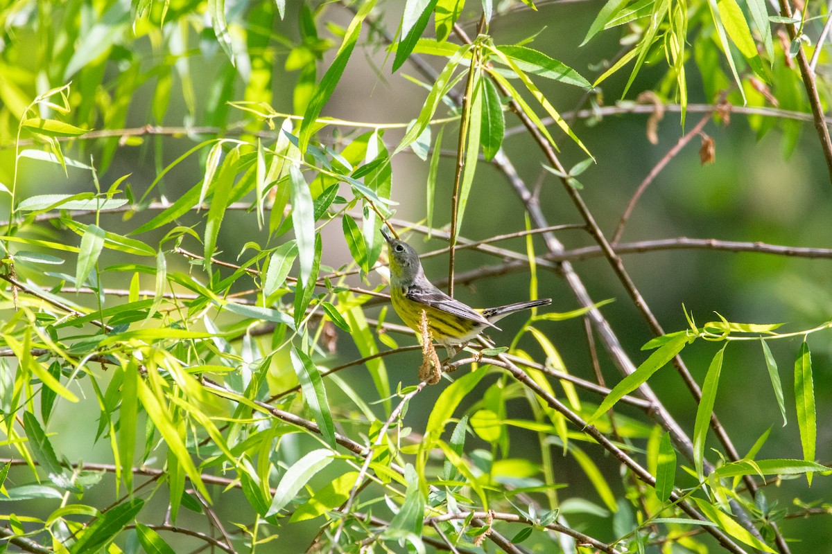 Paruline à tête cendrée - ML635527737