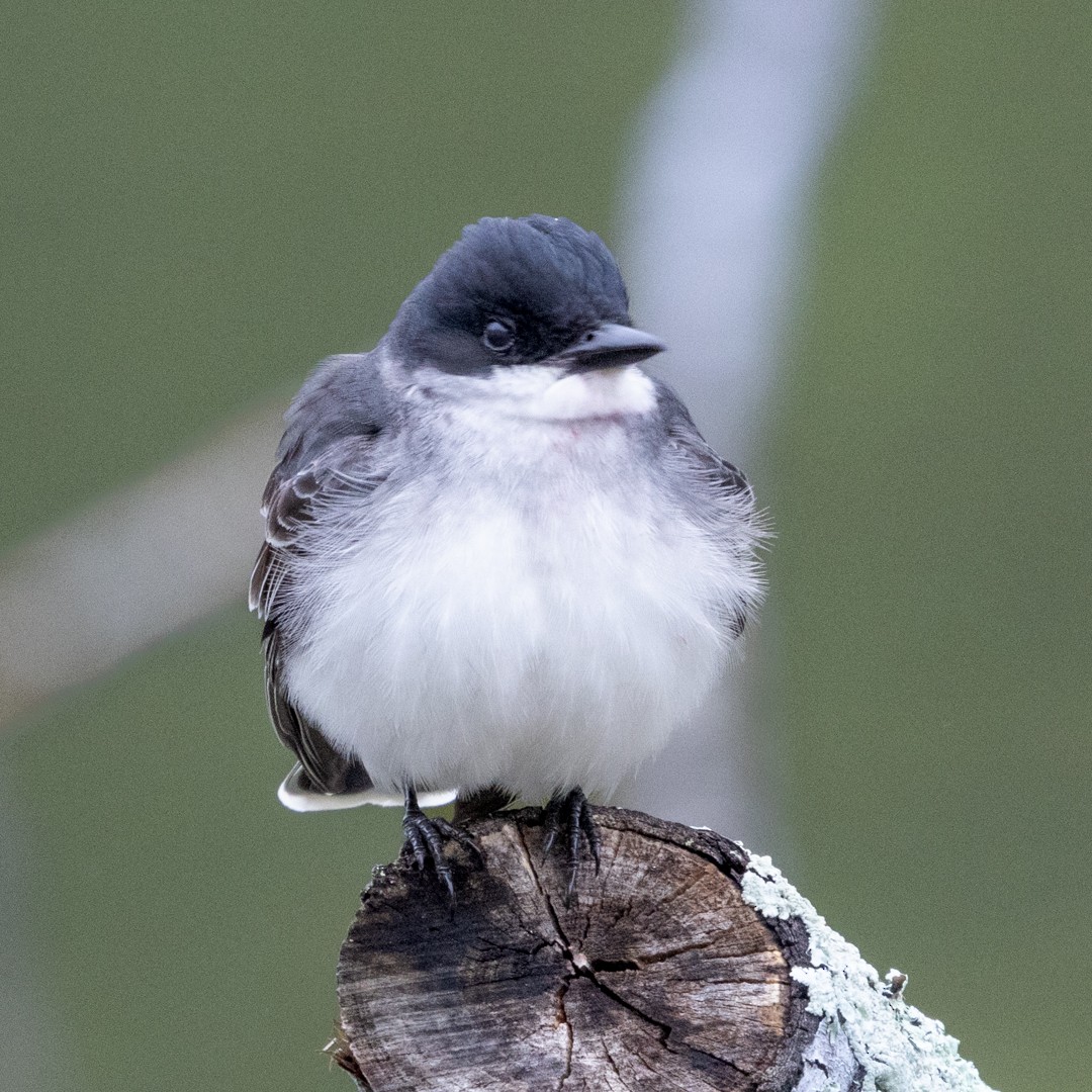 Eastern Kingbird - ML635527739