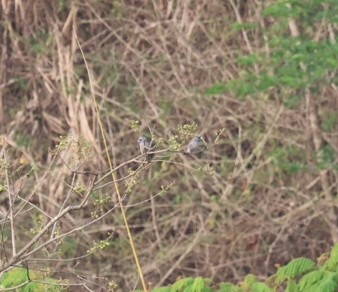 Ashy Woodswallow - ML635527740