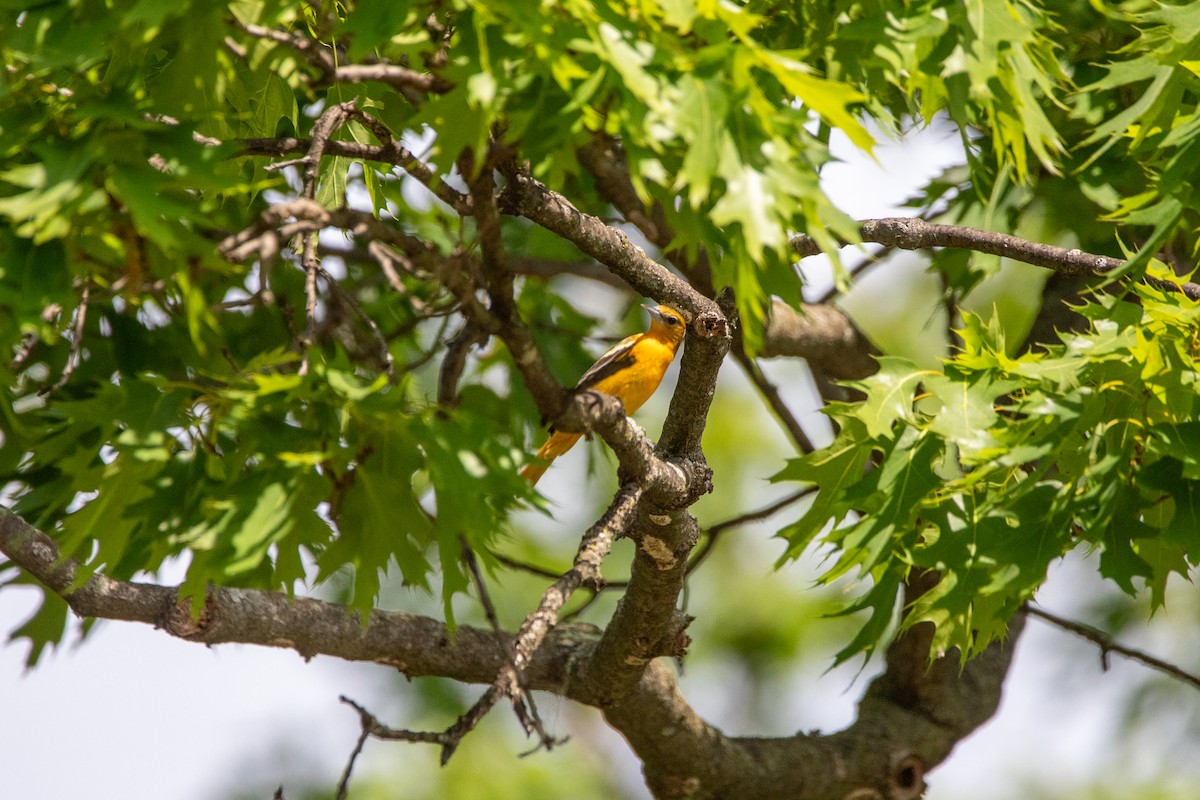 Oriole de Baltimore - ML635527760
