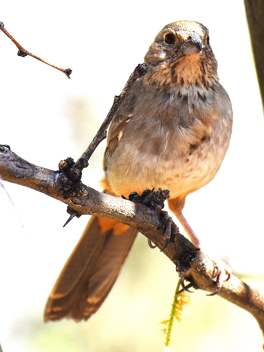 Canyon Towhee - ML635527769