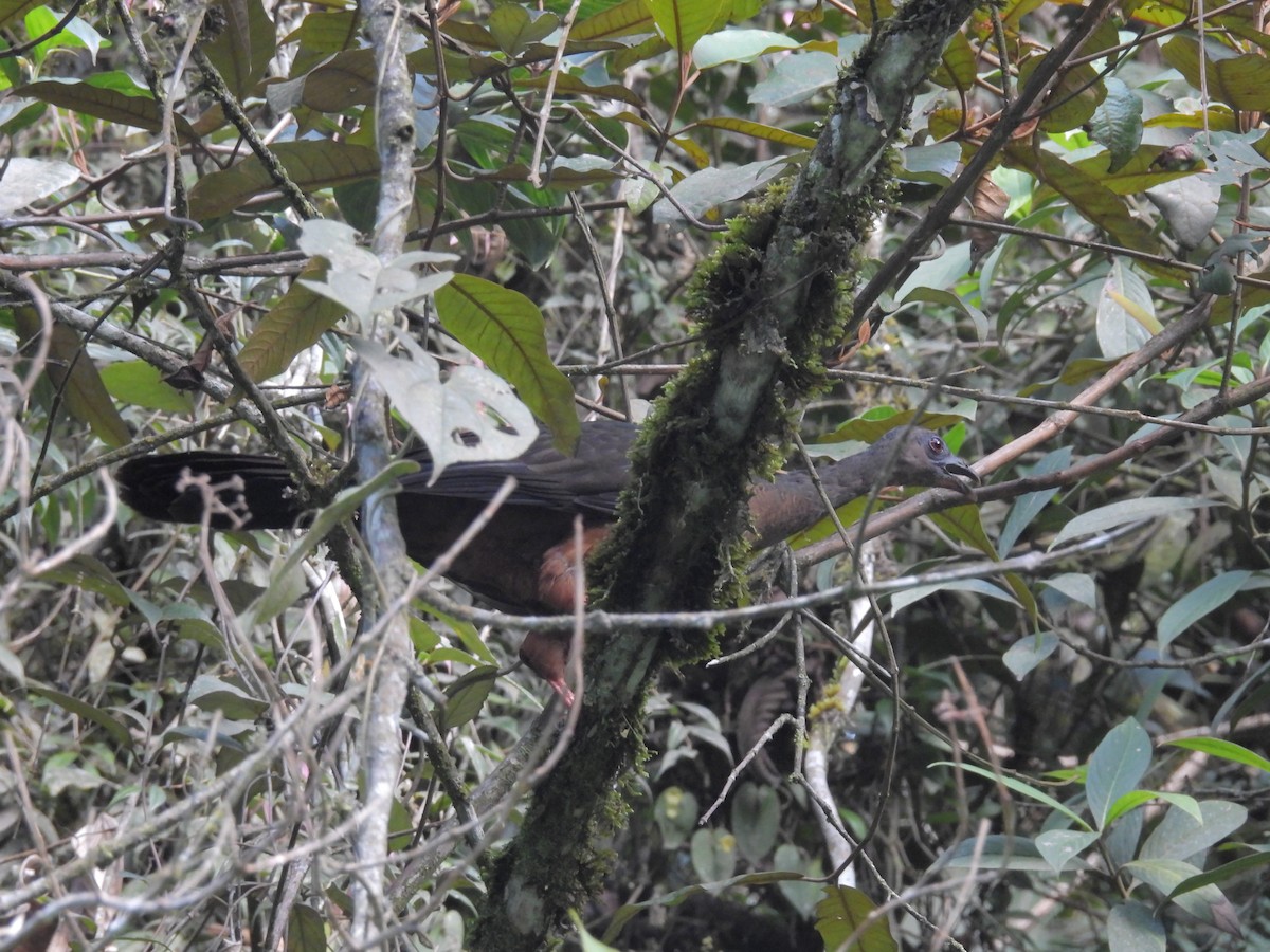 Sickle-winged Guan - ML635527788