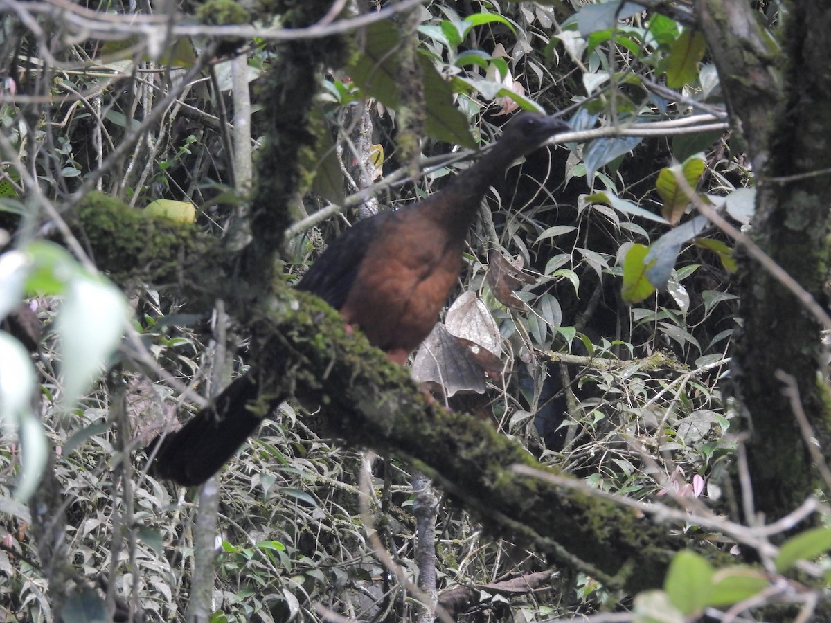 Sickle-winged Guan - ML635527790