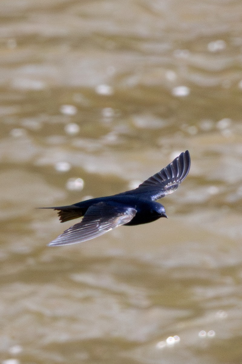 Purple Martin - ML635527819