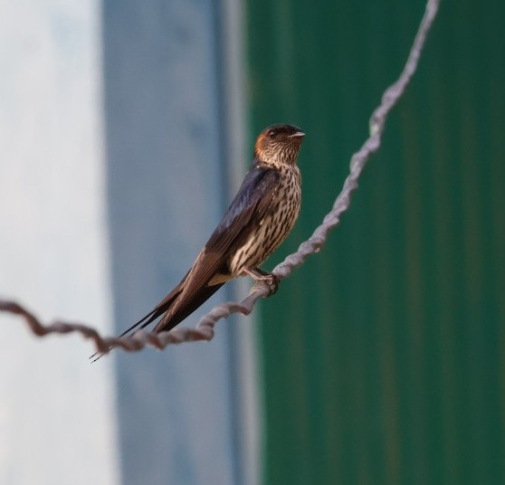 Eastern Red-rumped Swallow (Striated) - ML635527864