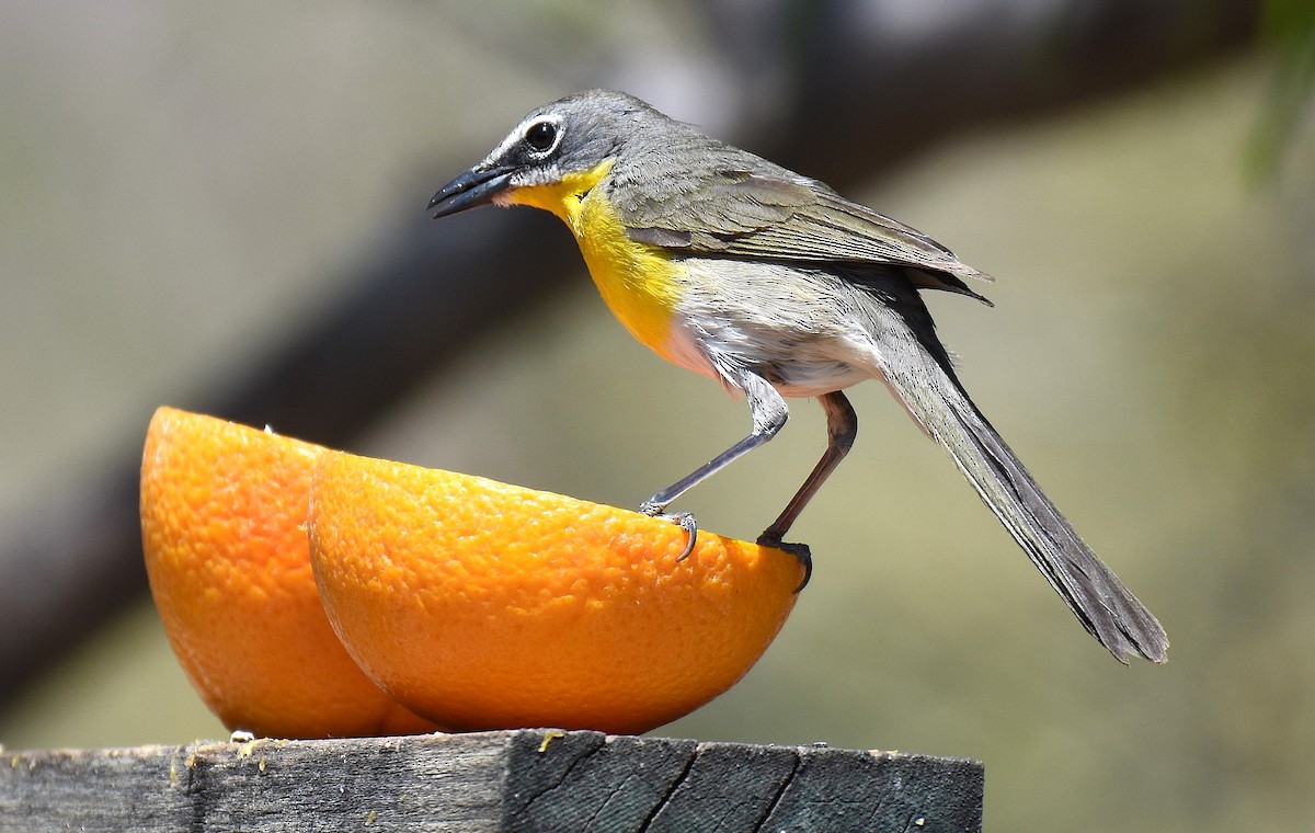 Yellow-breasted Chat - ML635527869