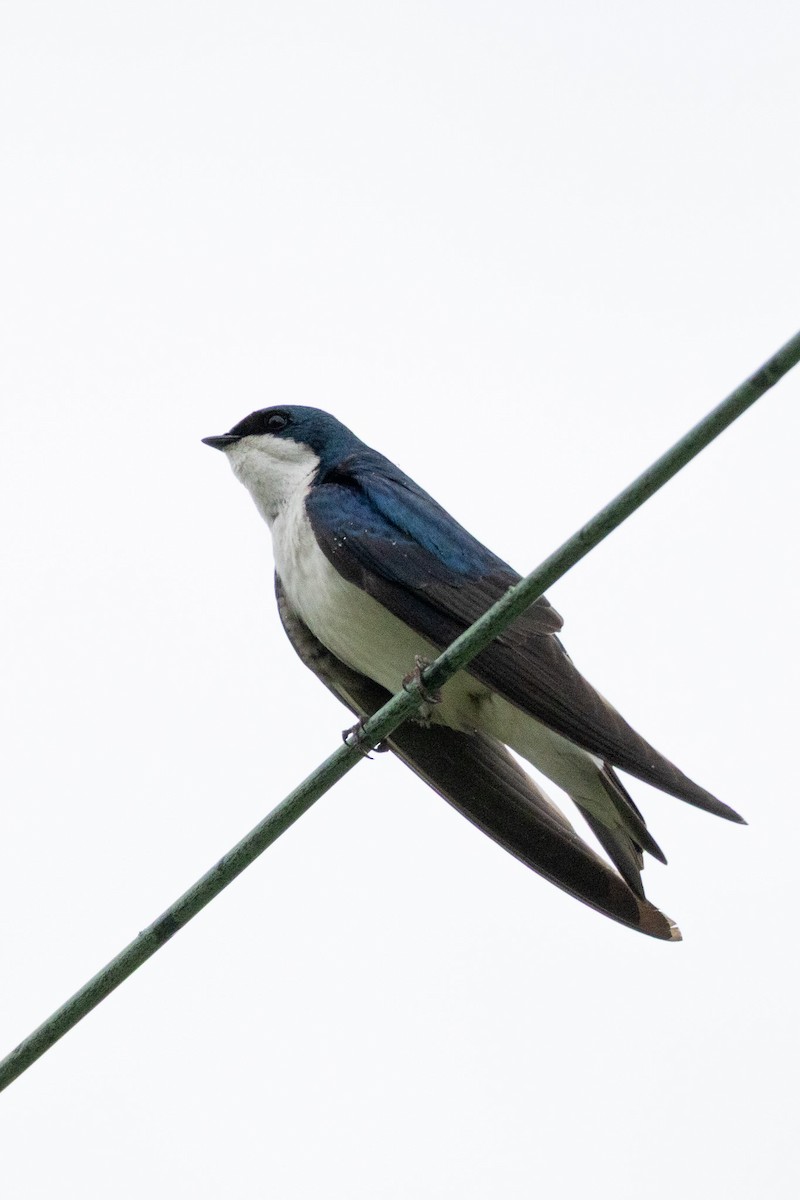 Tree Swallow - ML635527875