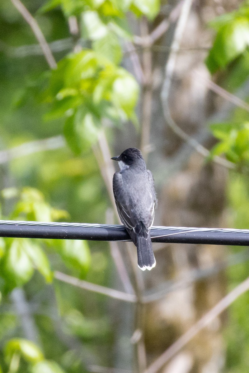 Eastern Kingbird - ML635527922