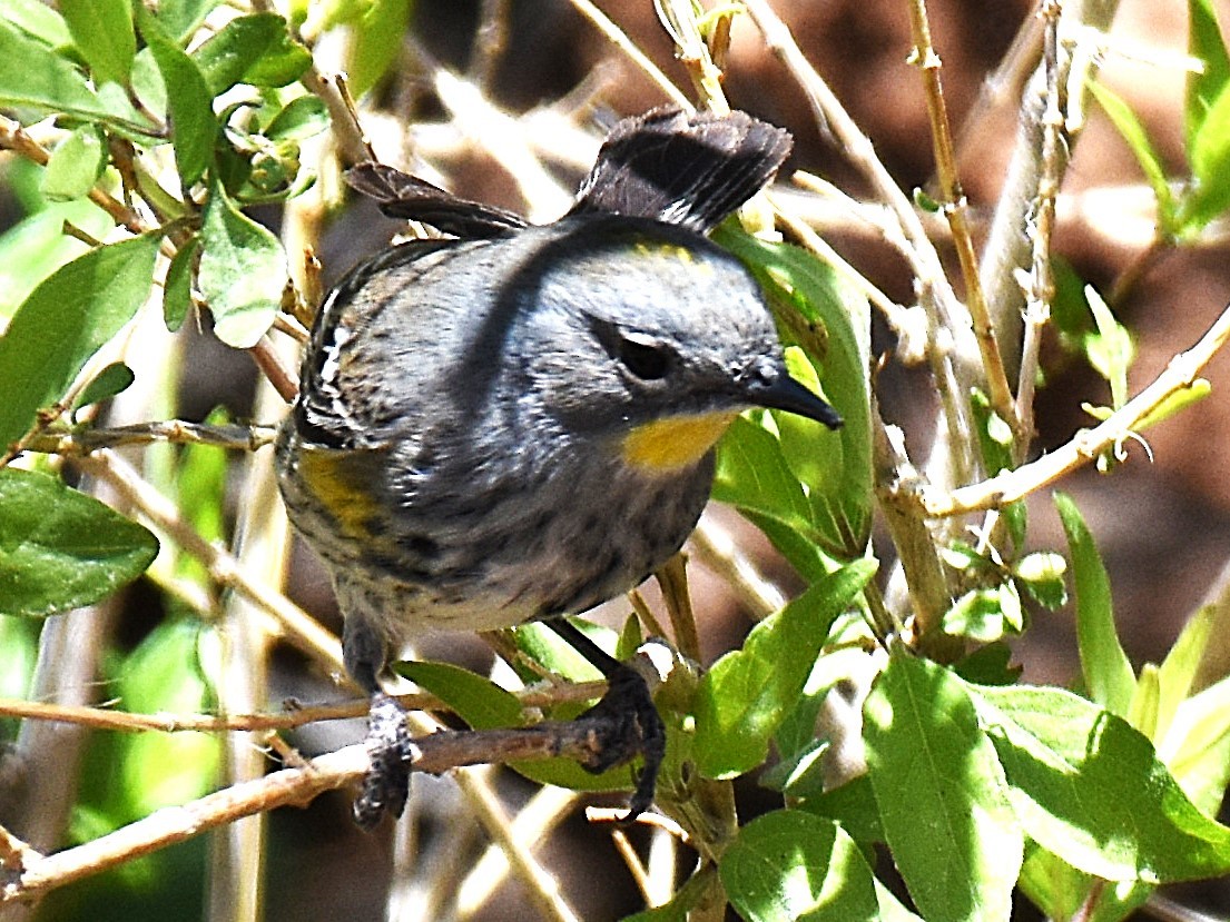 Yellow-rumped Warbler (Audubon's) - ML635527941