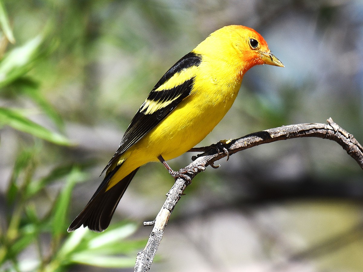 Western Tanager - ML635528025