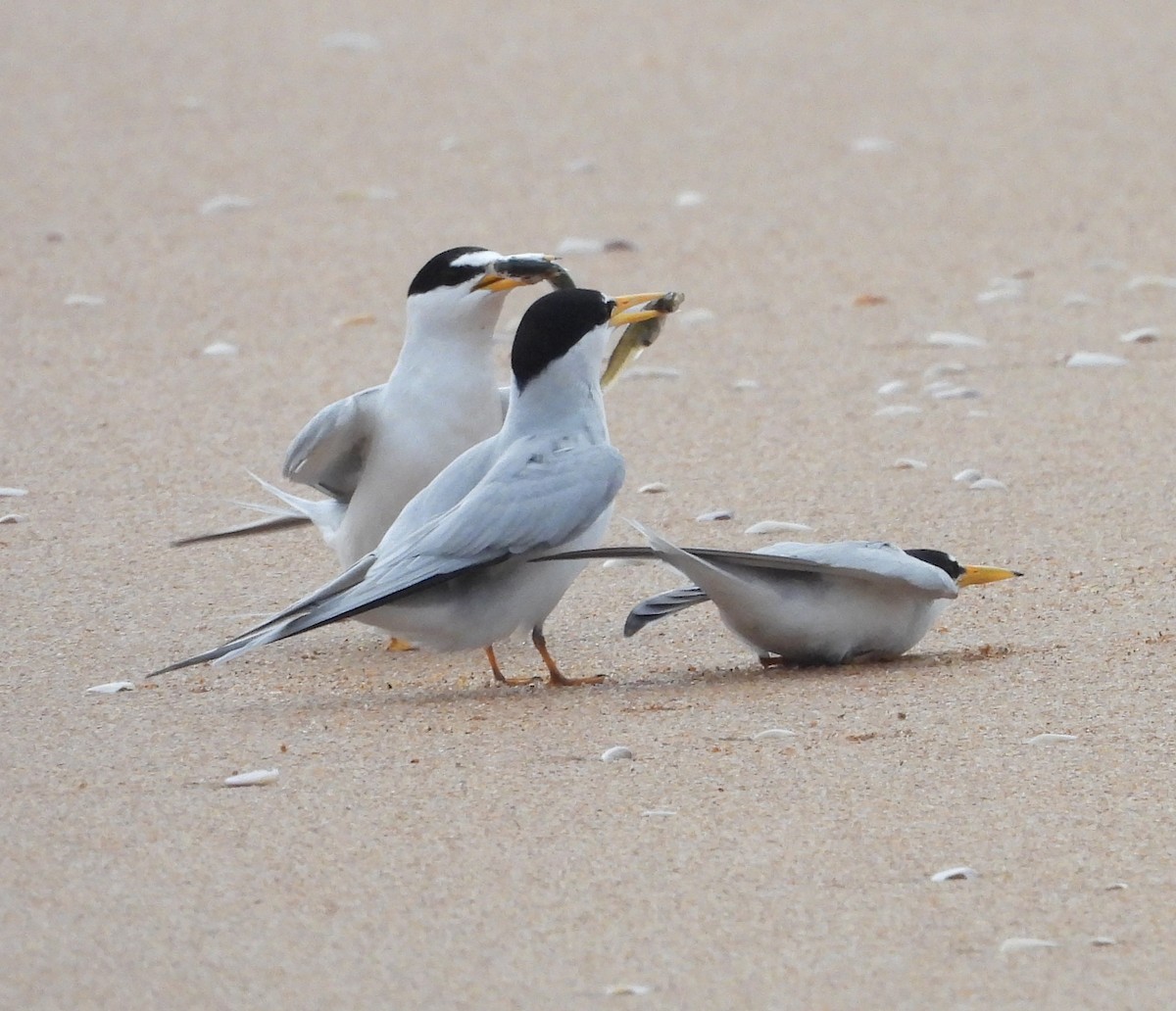 Least Tern - ML635528057