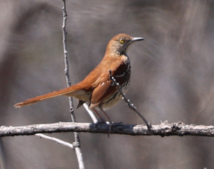 Brown Thrasher - ML635528079