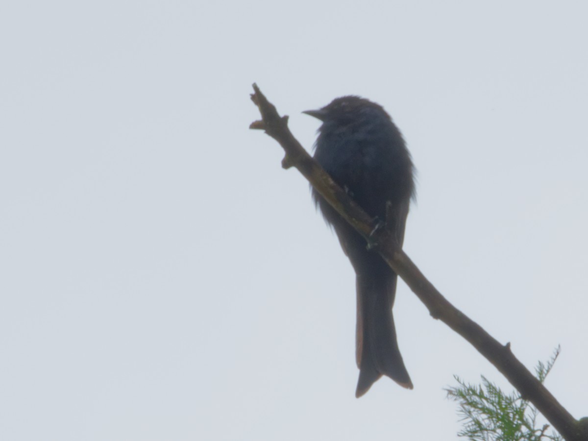 Fork-tailed Drongo - ML635528133