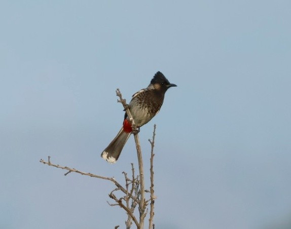Red-vented Bulbul - ML635528155