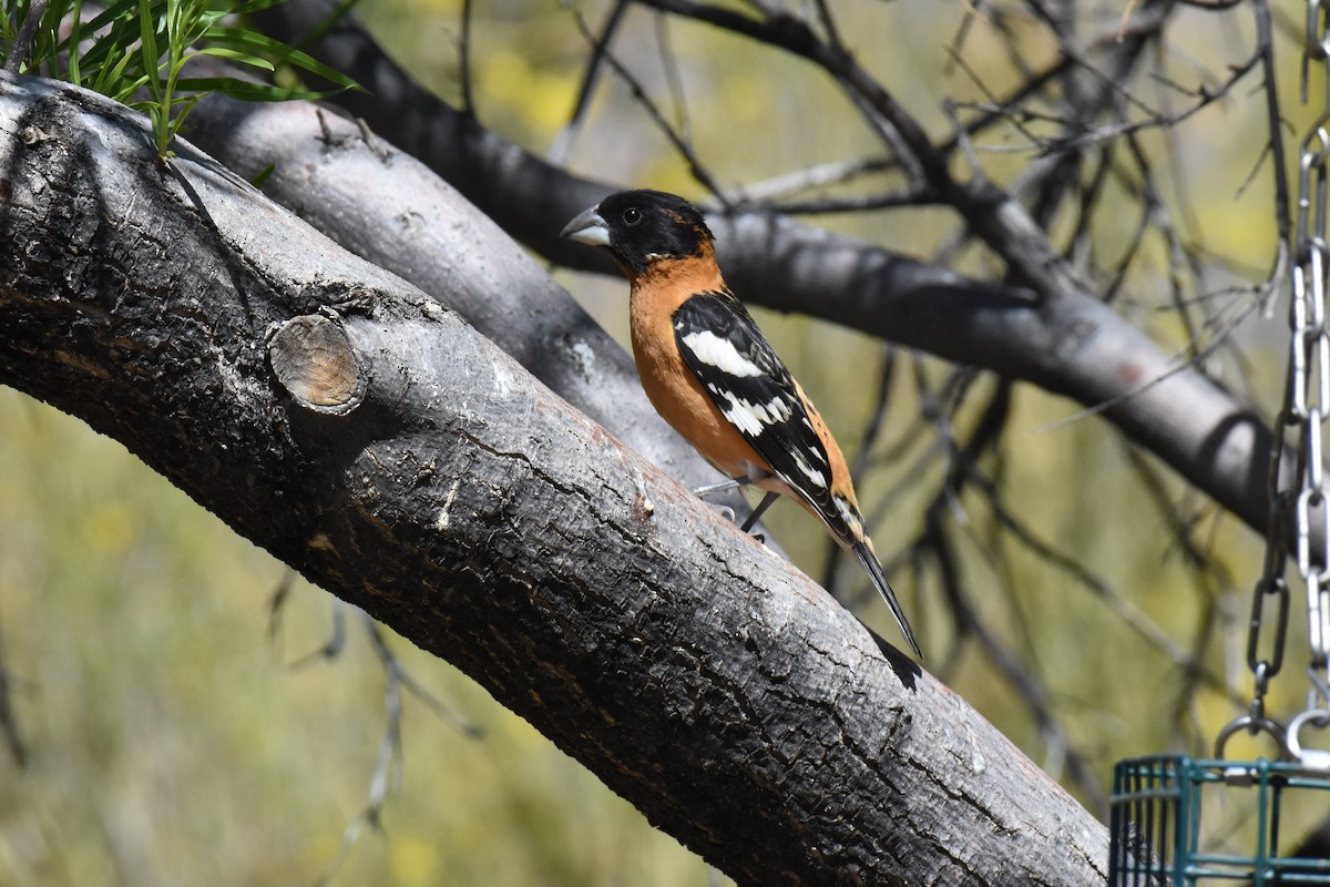 Black-headed Grosbeak - ML635528268