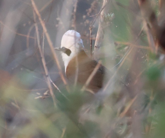 White-crested Laughingthrush - ML635528278