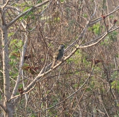 Moustached Laughingthrush - ML635528344