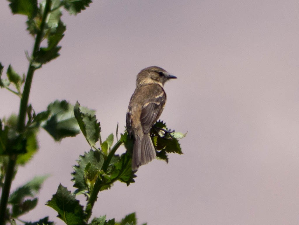 Rufescent Flycatcher - ML635528383
