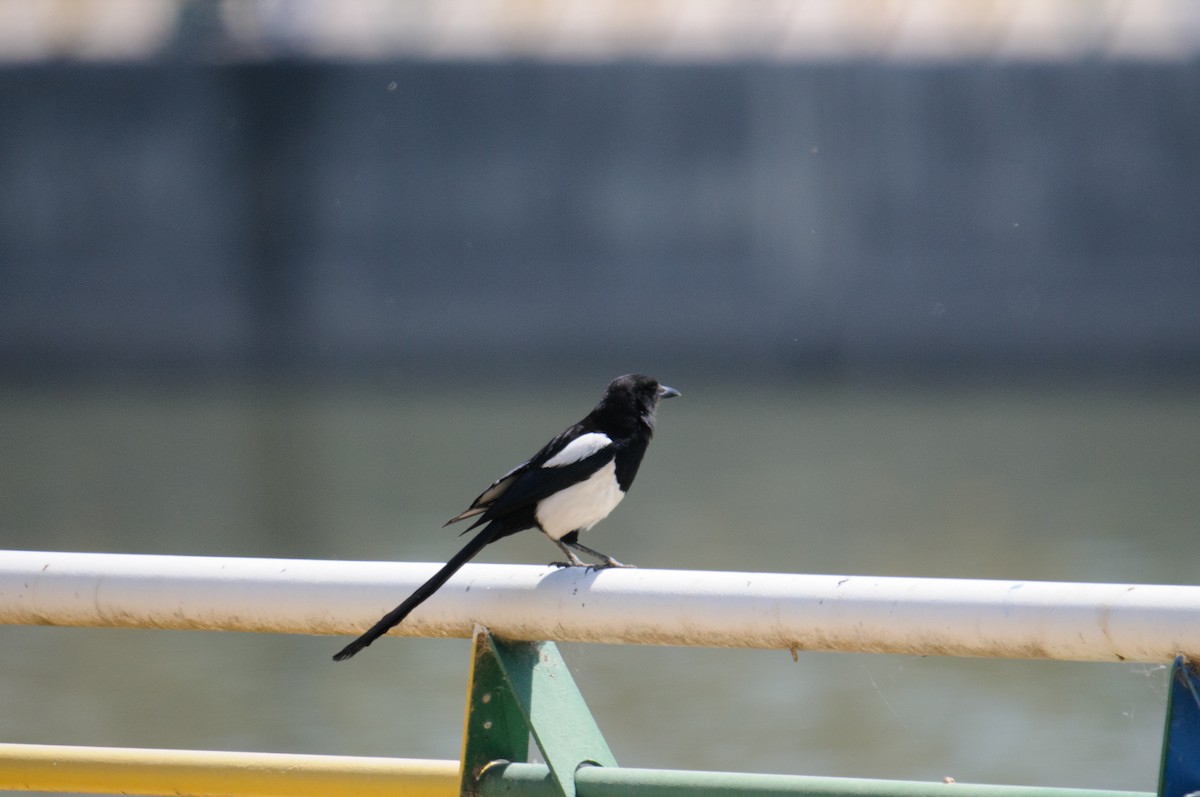 Oriental Magpie - ML635528433