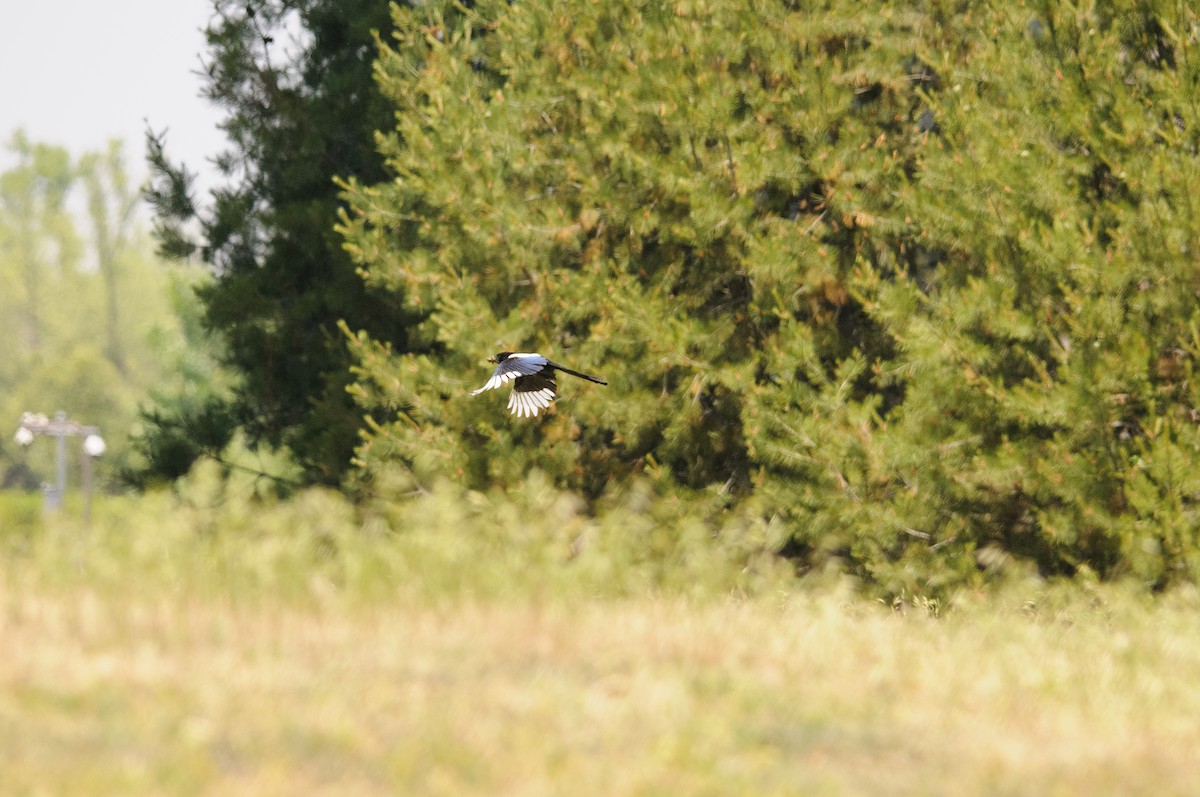 Oriental Magpie - ML635528434