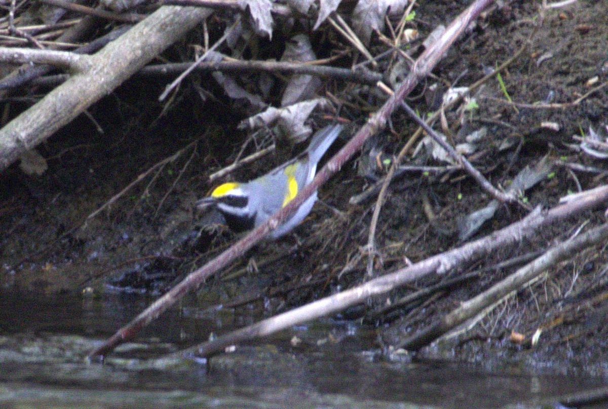 Golden-winged Warbler - ML635528475