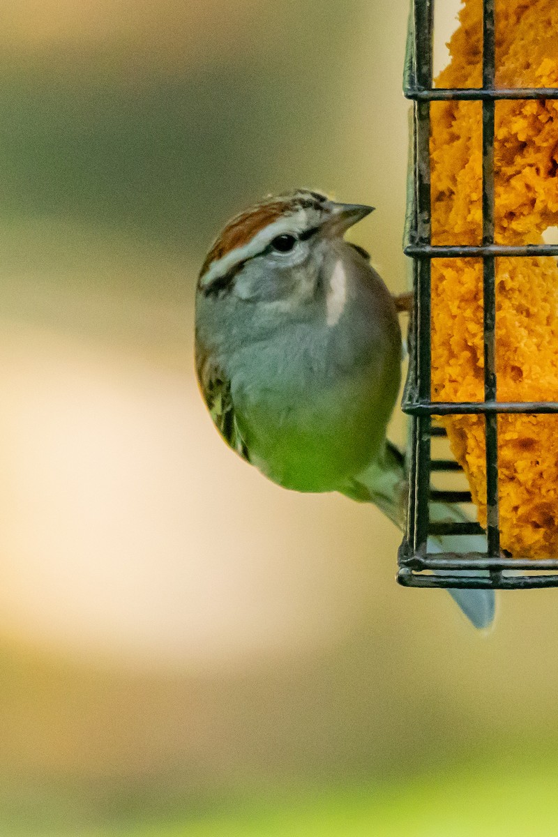 Chipping Sparrow - ML635528478