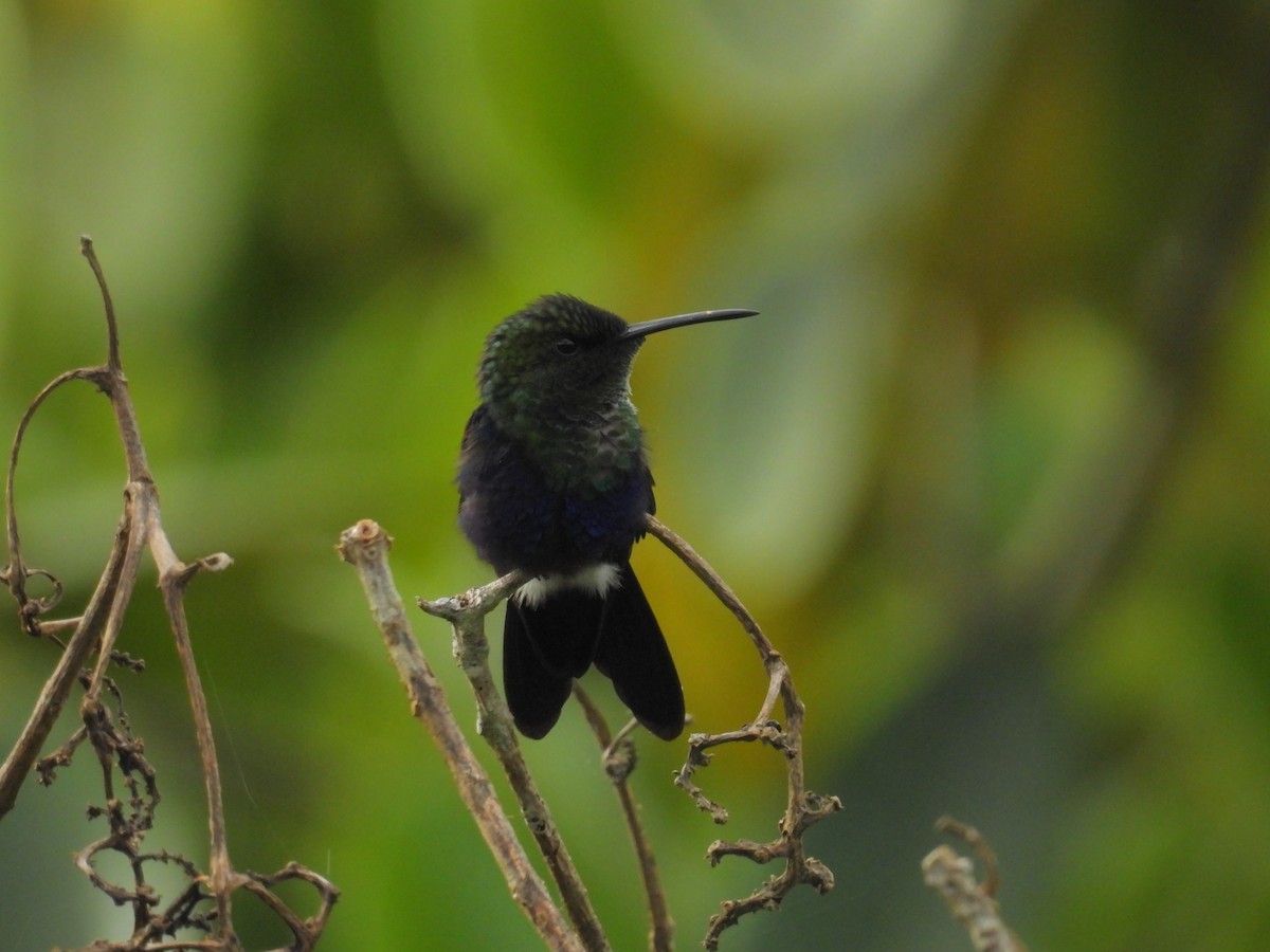 Streaked Saltator - ML635528512