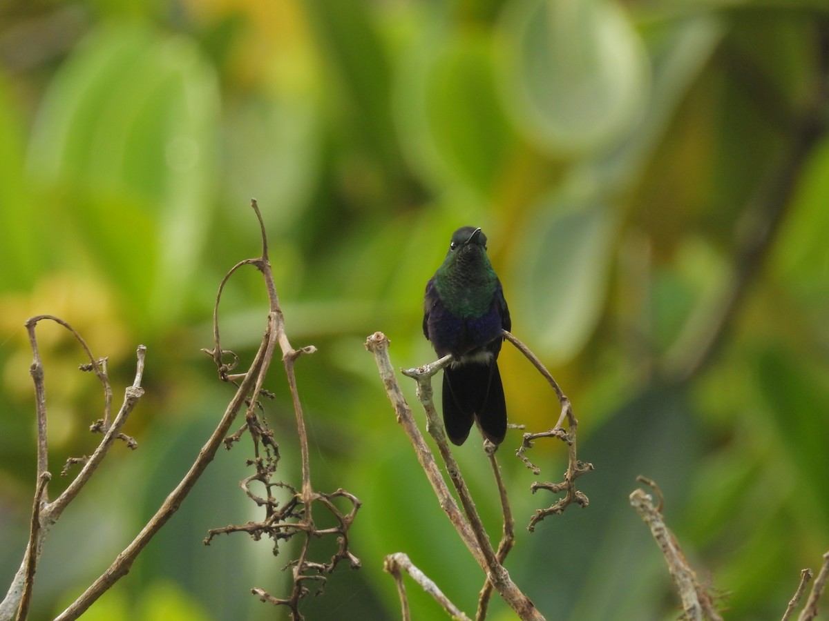 Streaked Saltator - ML635528513