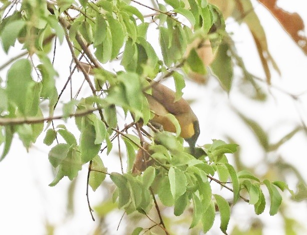 Yellow-throated Laughingthrush - ML635528555