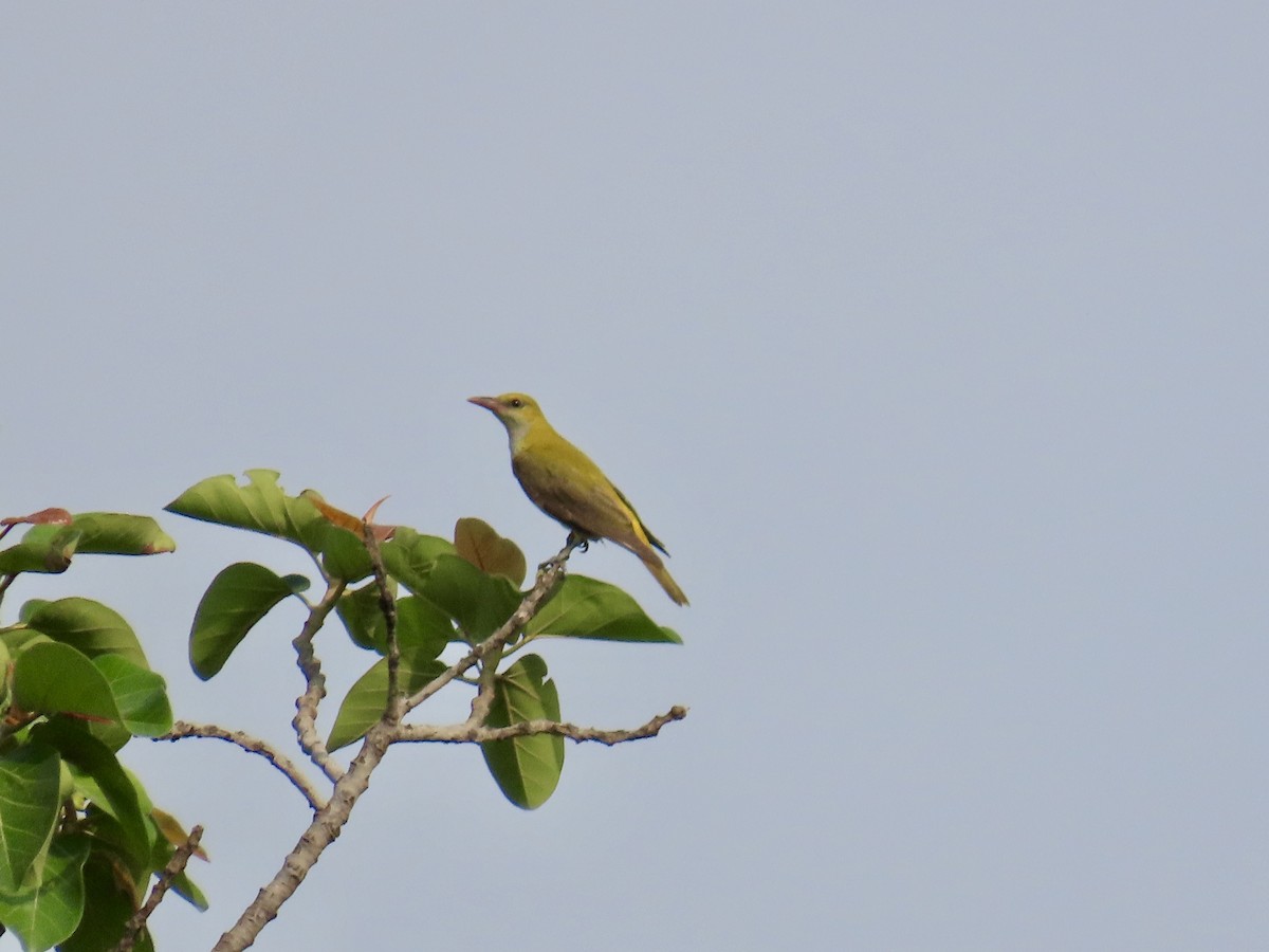 Indian Golden Oriole - ML635528593