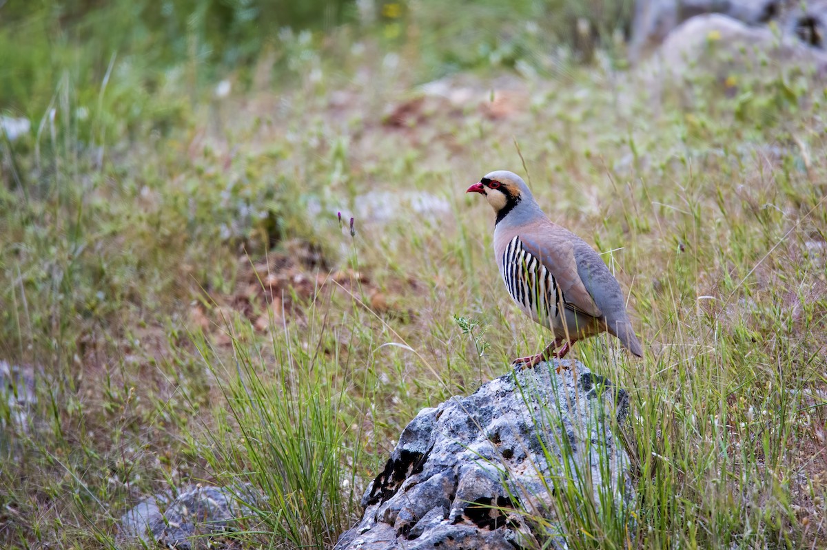 Chukar - ML635528613