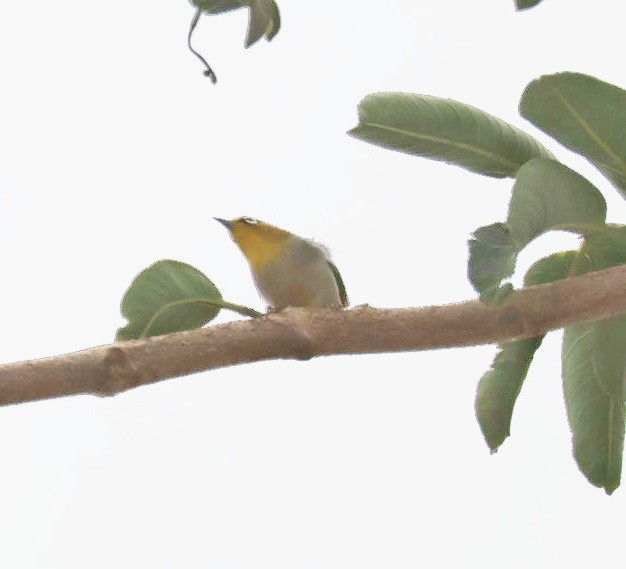 Indian White-eye - ML635528752