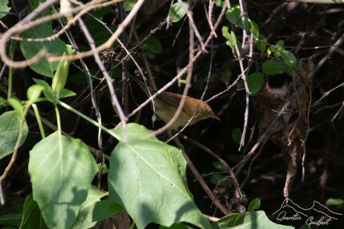 Common Reed Warbler (Caspian) - ML635528768
