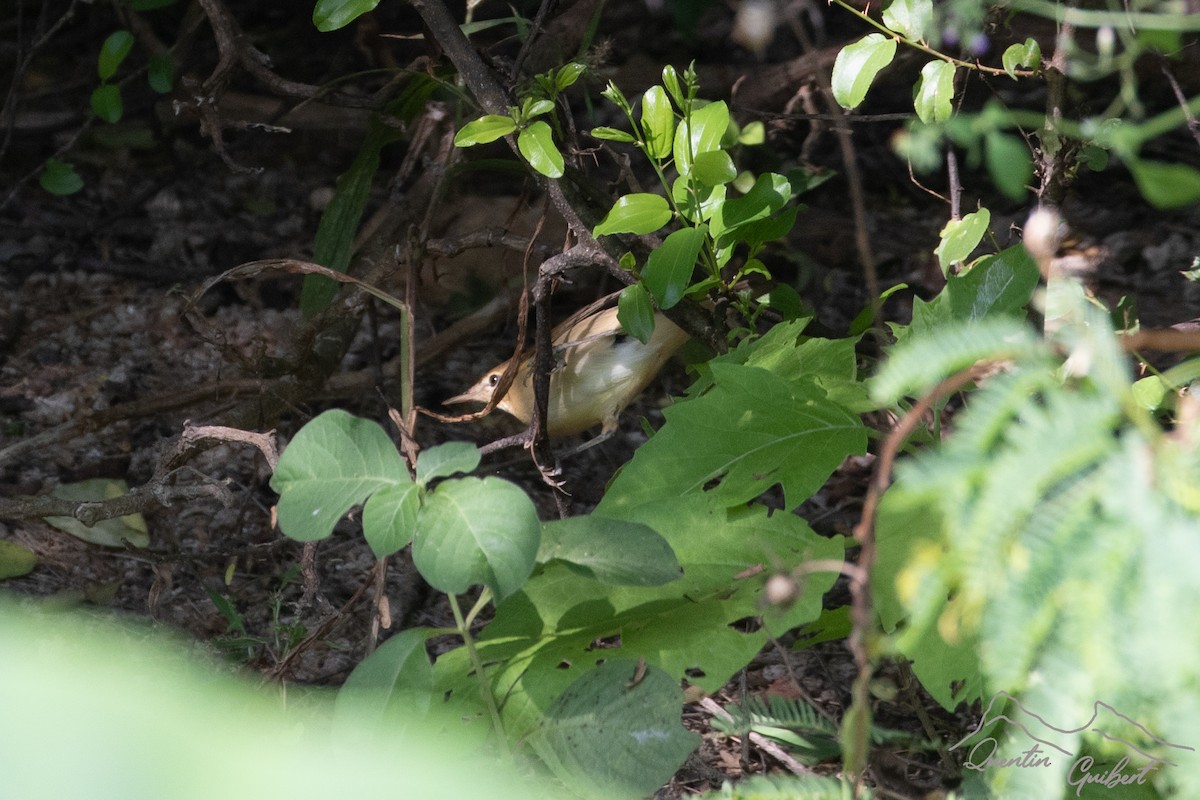Common Reed Warbler (Caspian) - ML635528769