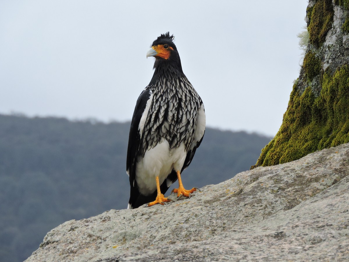Carunculated Caracara - ML635528846