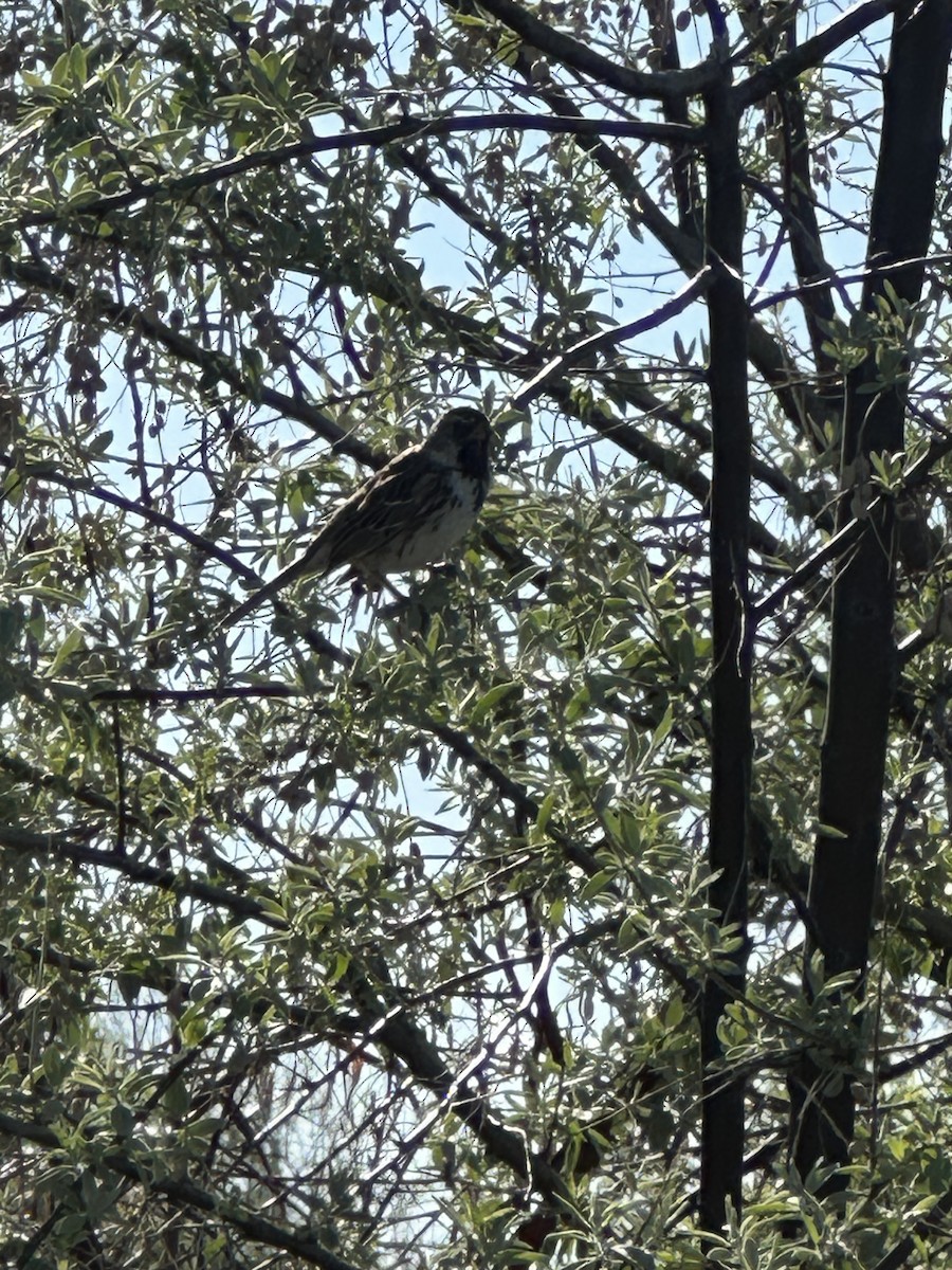 Harris's Sparrow - ML635528878