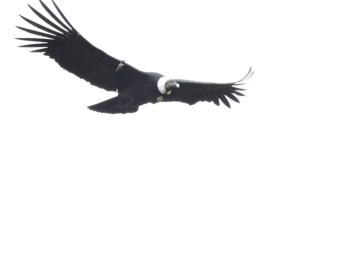 Andean Condor - ML635528894