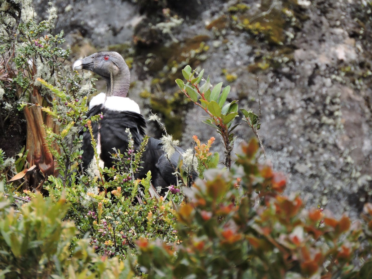 Andean Condor - ML635528895