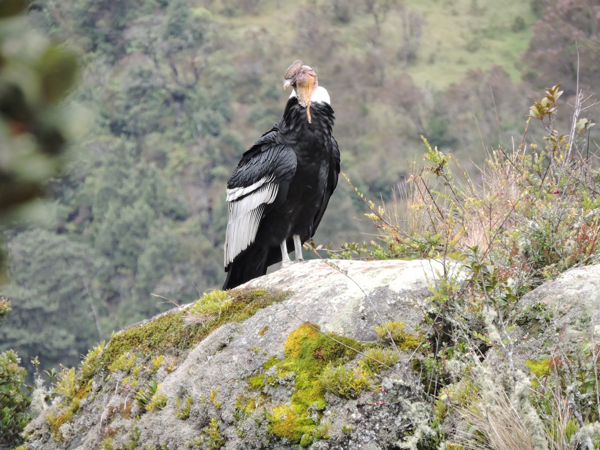 Andean Condor - ML635528900