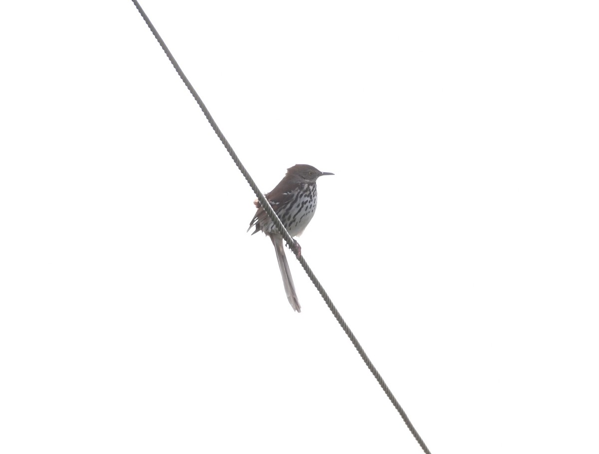 Brown Thrasher - ML635528922