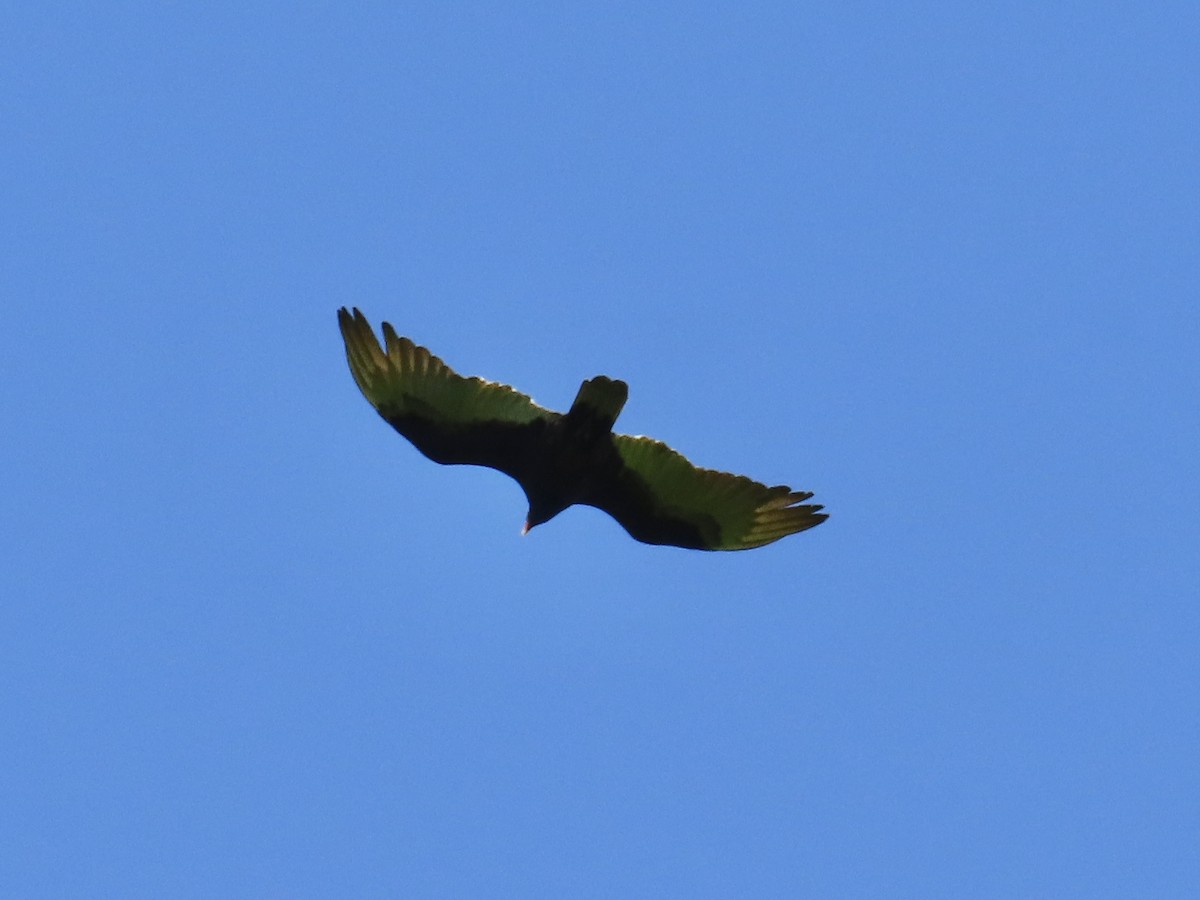 Turkey Vulture - ML635528946