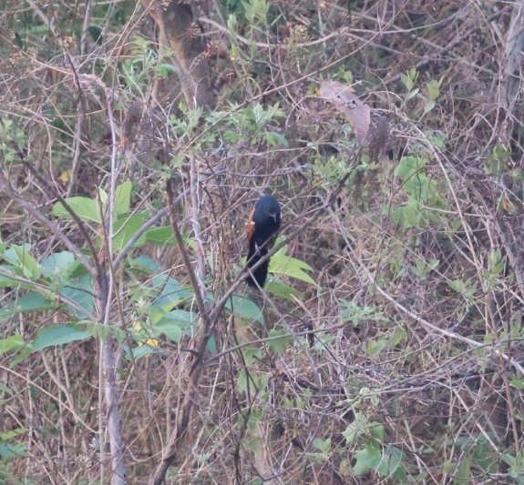 Lesser Coucal - ML635529044