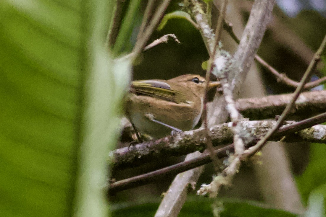Brown Woodland-Warbler - ML635529056