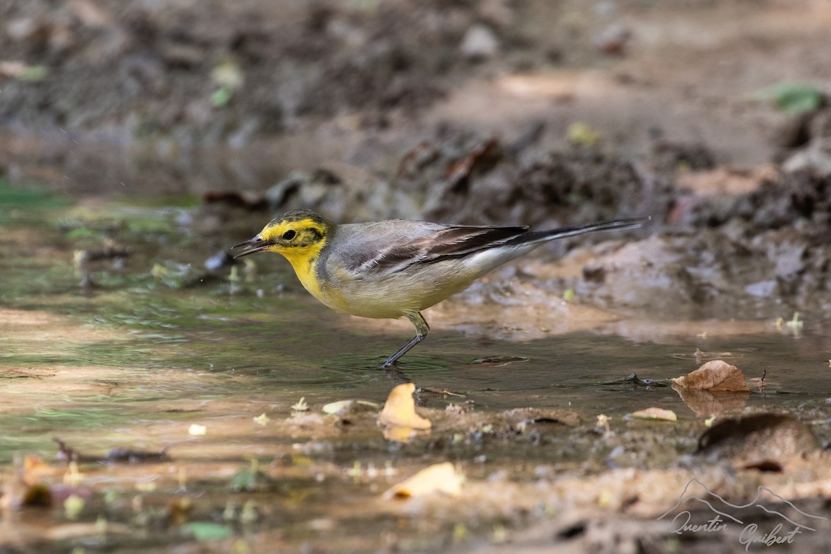 Citrine Wagtail - ML635529061