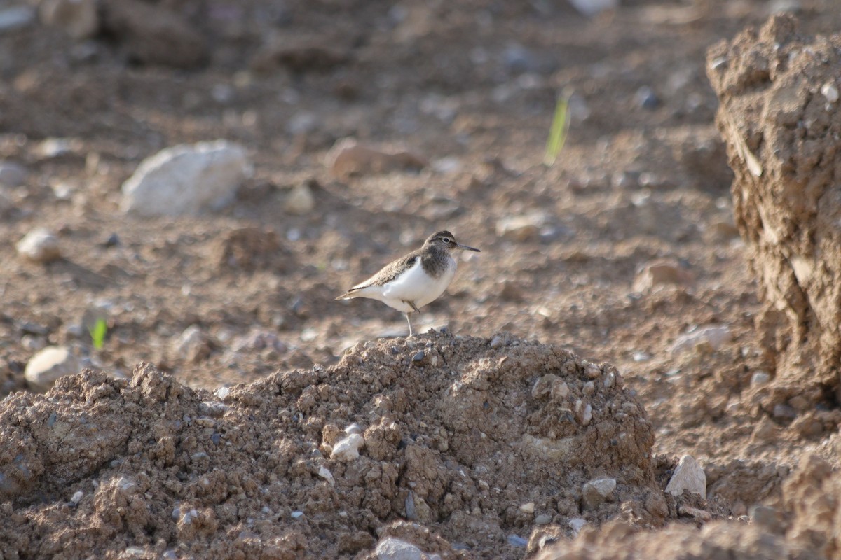 Common Sandpiper - ML635529159