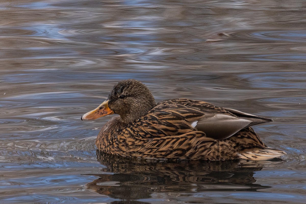 Mallard - ML635529169