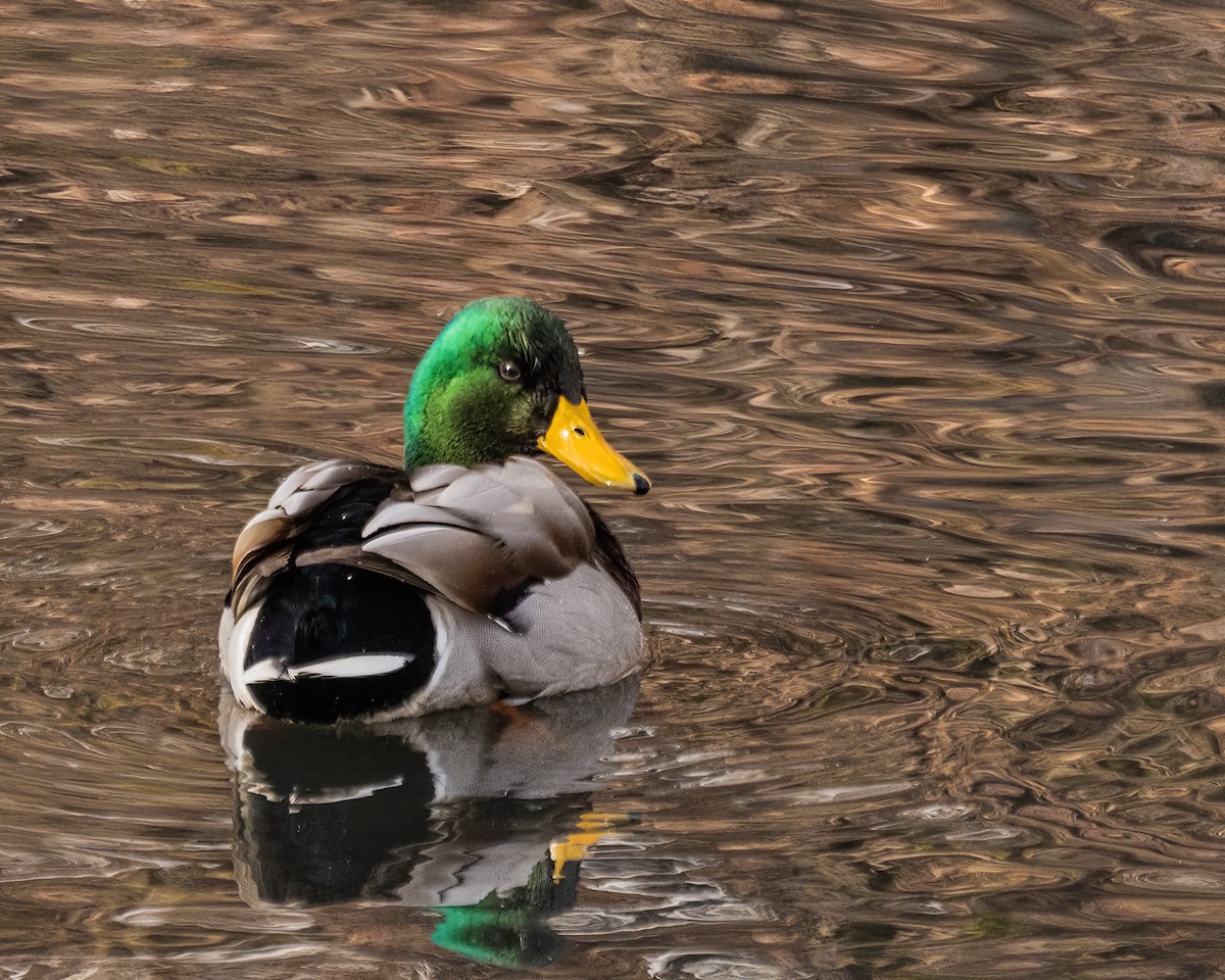 Mallard - ML635529170